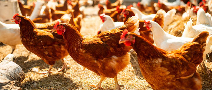 Clifford Chance and NNDKP Advise on Carmistin International's EUR 500 Million Financing in Romania