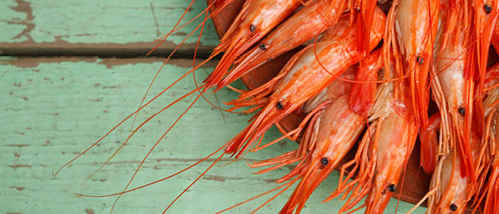 Sorainen Advises Local Ocean on Sustainable Method for Growing Shrimp